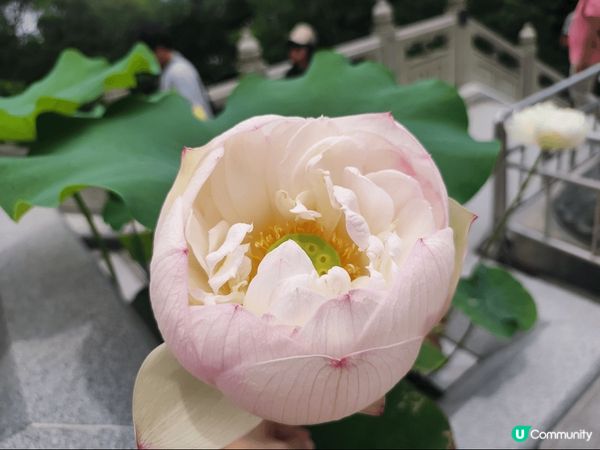 大嶼山昂坪天壇大佛及寶蓮禪寺一遊，雖然心經簡林於6月5日起暫...