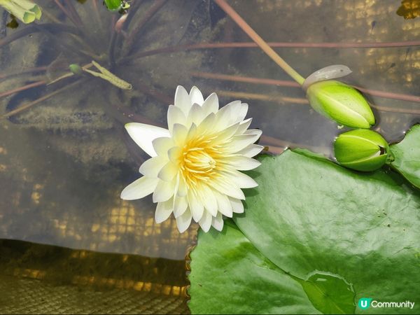 大嶼山昂坪天壇大佛及寶蓮禪寺一遊，雖然心經簡林於6月5日起暫...