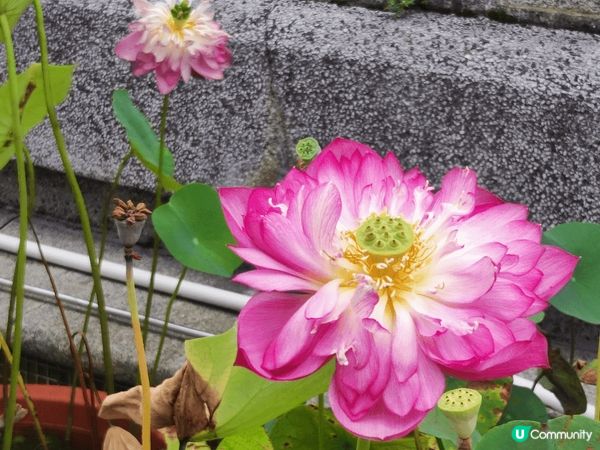 大嶼山昂坪天壇大佛及寶蓮禪寺一遊，雖然心經簡林於6月5日起暫...