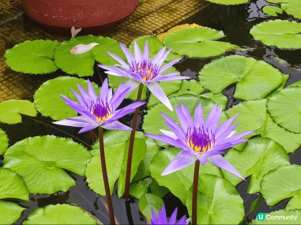 大嶼山昂坪天壇大佛及寶蓮禪寺一遊，雖然心經簡林於6月5日起暫...