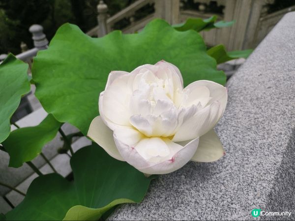 大嶼山昂坪天壇大佛及寶蓮禪寺一遊，雖然心經簡林於6月5日起暫...