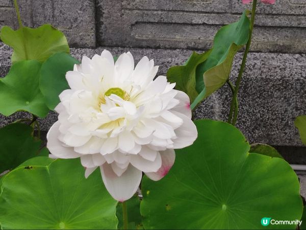 大嶼山昂坪天壇大佛及寶蓮禪寺一遊，雖然心經簡林於6月5日起暫...