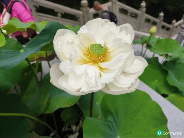 大嶼山昂坪天壇大佛及寶蓮禪寺一遊，雖然心經簡林於6月5日起暫...