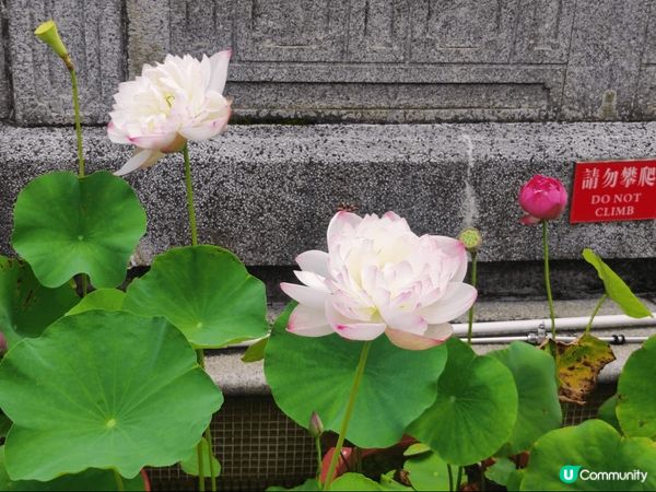 大嶼山昂坪天壇大佛及寶蓮禪寺一遊，雖然心經簡林於6月5日起暫...