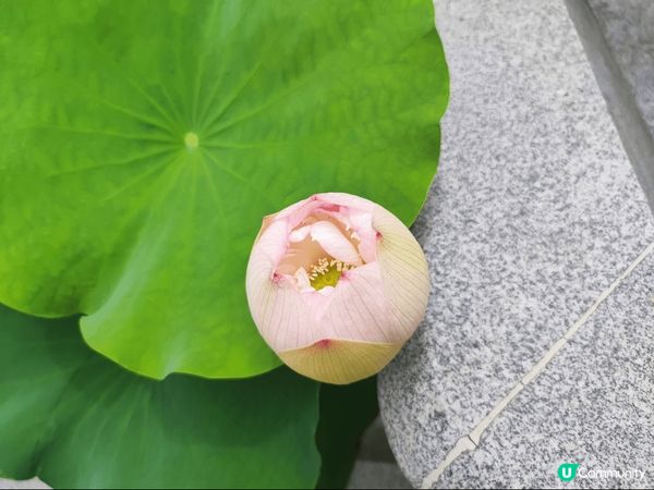 大嶼山昂坪天壇大佛及寶蓮禪寺一遊，雖然心經簡林於6月5日起暫...