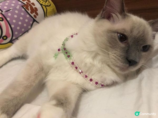 毛毛：媽媽都冇解嘅，出了消費卷應該買好罐罐比我食先啱，有咩理...