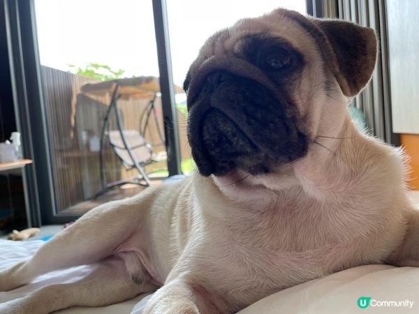 WM HOTEL🏘既PETCATION真係令我有驚喜。 除咗...