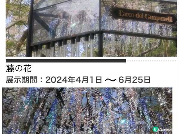 《打卡一流》閃閃令令的紫陽花 25/5-18/8