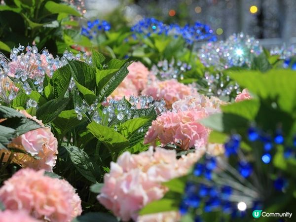 《打卡一流》閃閃令令的紫陽花 25/5-18/8