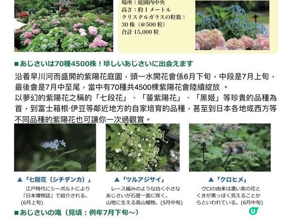 《打卡一流》閃閃令令的紫陽花 25/5-18/8