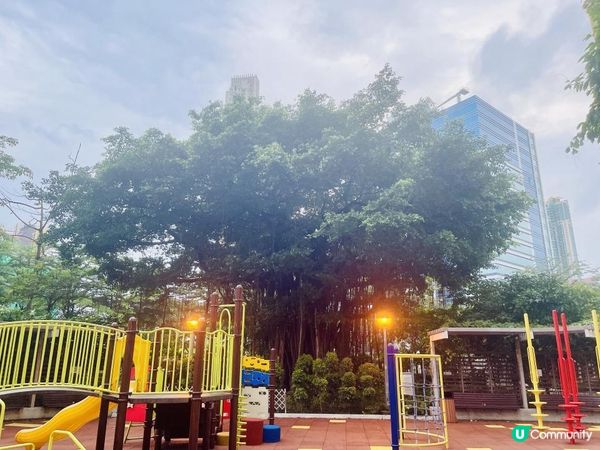 🌳🌳《長沙灣》隨影🌳🌳