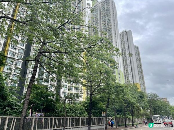 🌳🌳《長沙灣》隨影🌳🌳