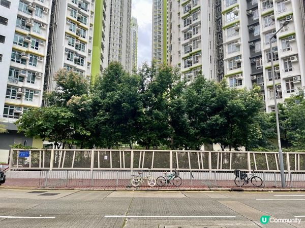 🌳🌳《長沙灣》隨影🌳🌳