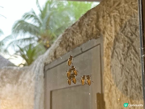 華欣Resort推介 | Sheraton Pranburi Villas