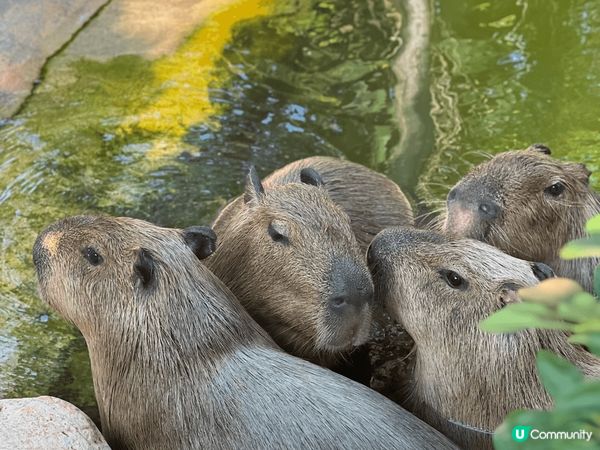 去?珠海長隆度假區兩日一夜?開?咁多年第一次去，比想像中好玩...