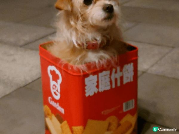 新年節日禮盒，點少得嘉頓雜餅？卡路里充足，又飽肚，大紅罐更加...