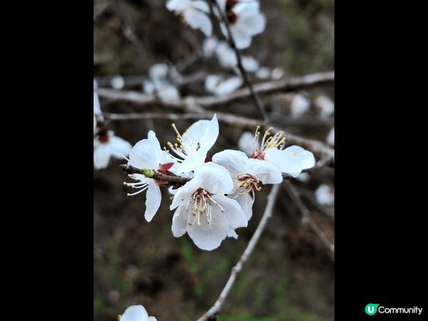 北京承德挑花櫻花诚開，又可以參觀和爬長城。到長城不像行八達嶺...