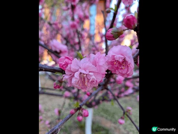 北京承德挑花櫻花诚開，又可以參觀和爬長城。到長城不像行八達嶺...