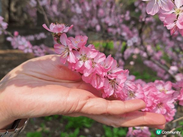 北京承德挑花櫻花诚開，又可以參觀和爬長城。到長城不像行八達嶺...