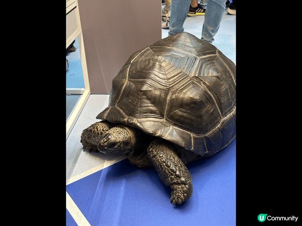 ? 啟德AIRSIDE 週末有大龜出末，原來是為動物義賣籌款...