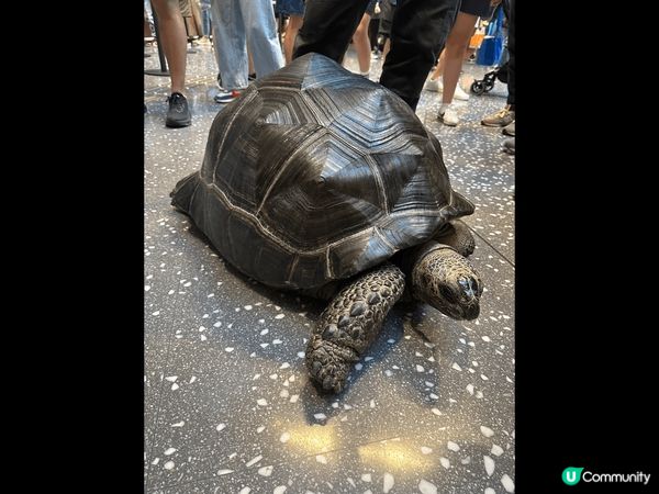 ? 啟德AIRSIDE 週末有大龜出末，原來是為動物義賣籌款...