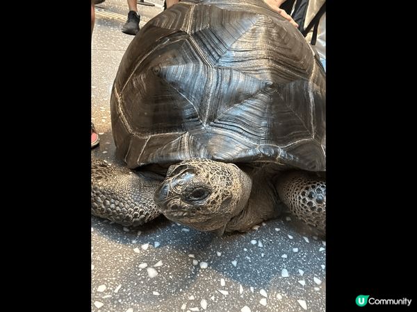? 啟德AIRSIDE 週末有大龜出末，原來是為動物義賣籌款...