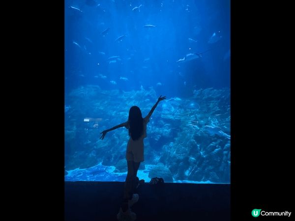 嘩，黎到海洋公園，緊係去海洋公園睇海洋生物啦。大自然生物睇完...