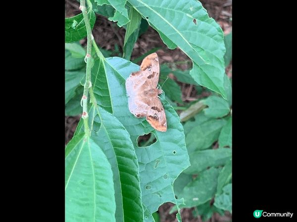 ## 大嶼山東澳古道行🚶‍♀️🦋
