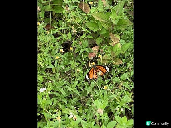 ## 大嶼山東澳古道行🚶‍♀️🦋