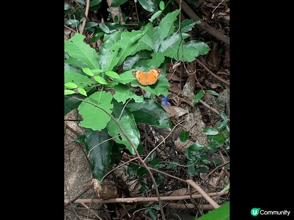 ## 大嶼山東澳古道行🚶‍♀️🦋