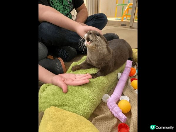 大阪超可愛水獺Cafe，從來都冇諗過可以咁近距離接觸水獺，店...