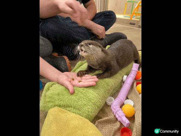 大阪超可愛水獺Cafe，從來都冇諗過可以咁近距離接觸水獺，店...