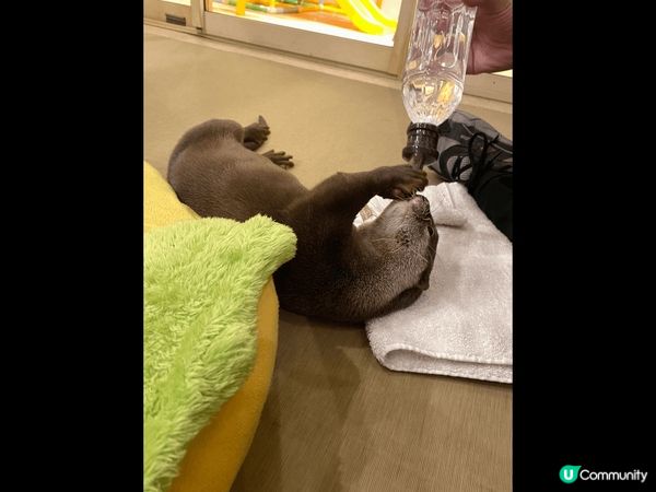 大阪超可愛水獺Cafe，從來都冇諗過可以咁近距離接觸水獺，店...