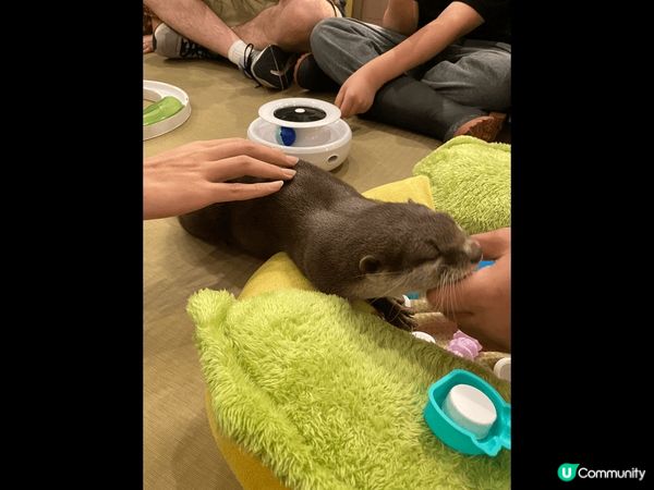大阪超可愛水獺Cafe，從來都冇諗過可以咁近距離接觸水獺，店...