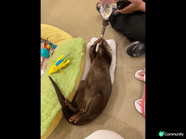 大阪超可愛水獺Cafe，從來都冇諗過可以咁近距離接觸水獺，店...