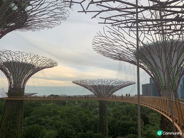✨新加坡濱海灣花園Super Tree✨