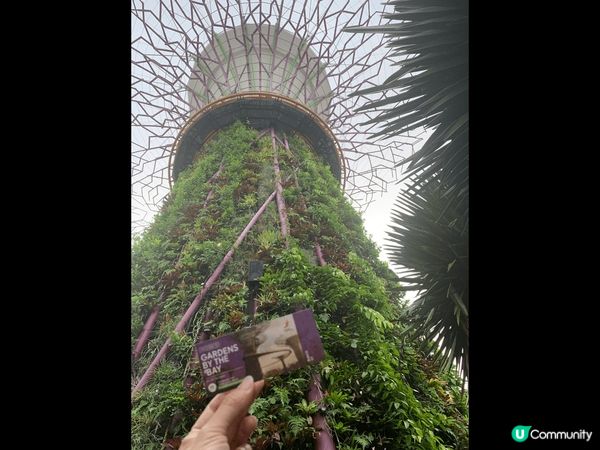 ✨新加坡濱海灣花園Super Tree✨