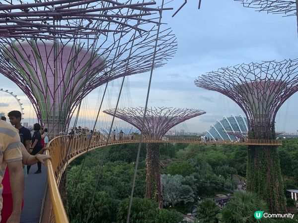 ✨新加坡濱海灣花園Super Tree✨