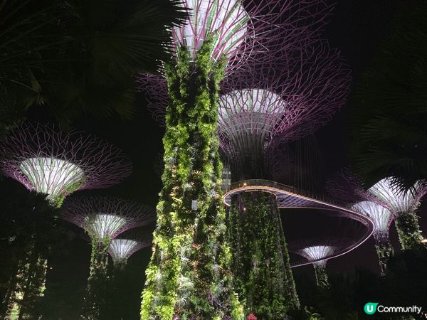 ✨新加坡濱海灣花園Super Tree✨