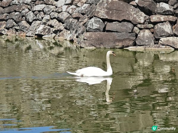 2024 到訪日本名城松本城！當日天氣很好，非常幸運可以影到...