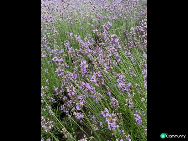靚靚薰衣草  今個夏天去富田農場睇薰衣草。農場都幾大，有很多...