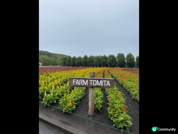 靚靚薰衣草  今個夏天去富田農場睇薰衣草。農場都幾大，有很多...