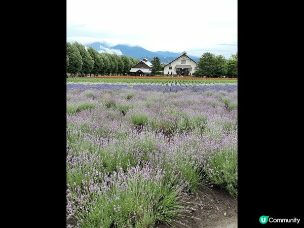 靚靚薰衣草  今個夏天去富田農場睇薰衣草。農場都幾大，有很多...