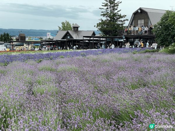 靚靚薰衣草  今個夏天去富田農場睇薰衣草。農場都幾大，有很多...
