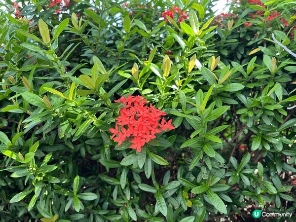 在假日於屯門碼頭海傍細味夏日不一樣平靜，萬里無雲，吹住海風，...