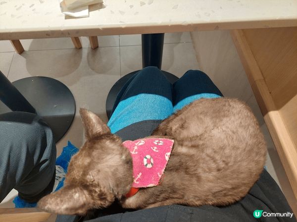 香港貓cafe@URBAN CAFE。此Cafe在香港有幾間...