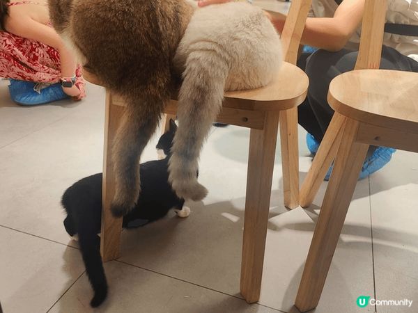 香港貓cafe@URBAN CAFE。此Cafe在香港有幾間...
