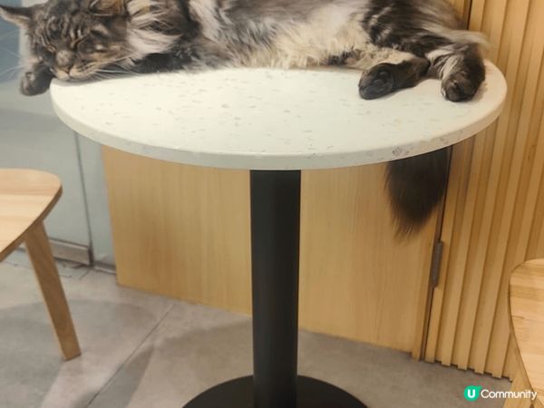 香港貓cafe@URBAN CAFE。此Cafe在香港有幾間...