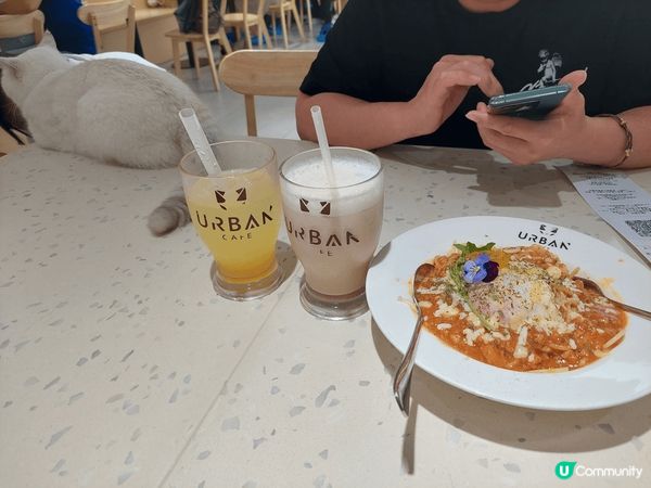 香港貓cafe@URBAN CAFE。此Cafe在香港有幾間...