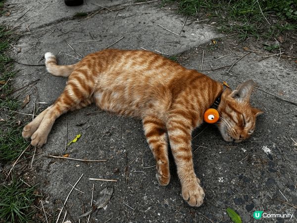 台北平溪猴桐～貓貓?天地，鍾意睇貓貓?人可以扎朝聖